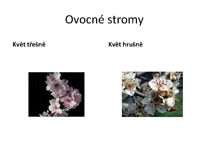 Ovocné stromy Květ třešně Květ hrušně 