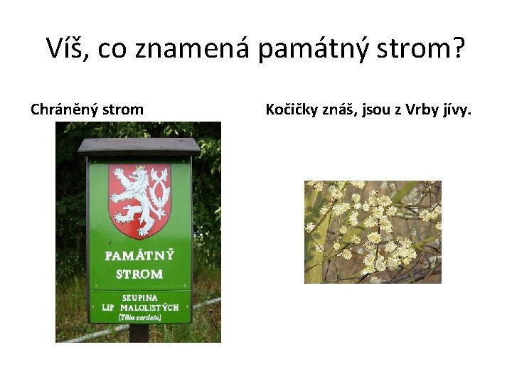 Víš, co znamená památný strom? Chráněný strom Kočičky znáš, jsou z Vrby jívy. 