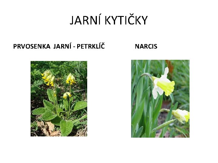 JARNÍ KYTIČKY PRVOSENKA JARNÍ - PETRKLÍČ NARCIS 