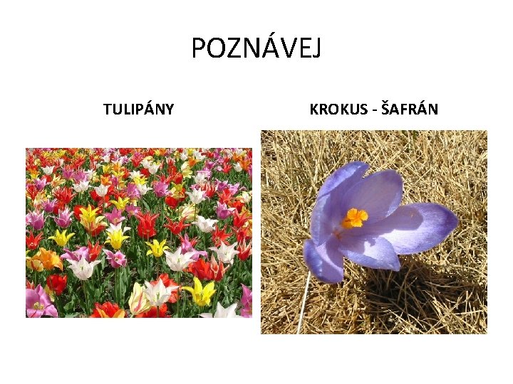 POZNÁVEJ TULIPÁNY KROKUS - ŠAFRÁN 