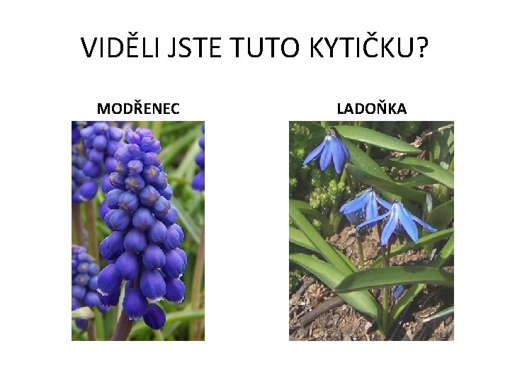 VIDĚLI JSTE TUTO KYTIČKU? MODŘENEC LADOŇKA 