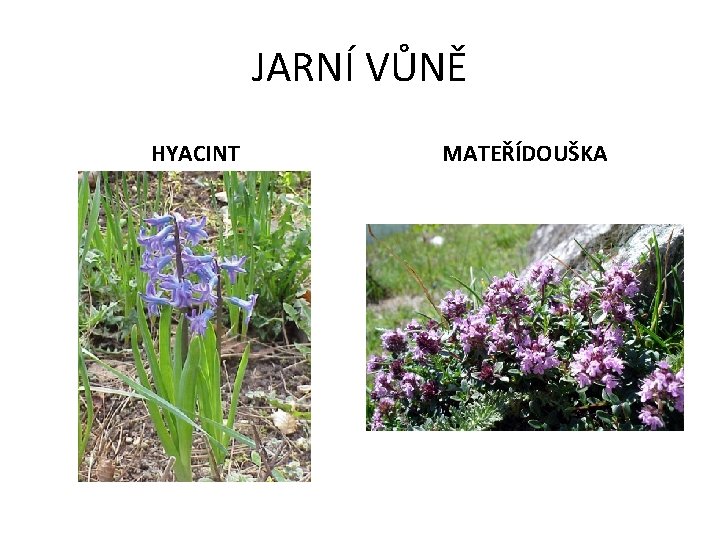 JARNÍ VŮNĚ HYACINT MATEŘÍDOUŠKA 