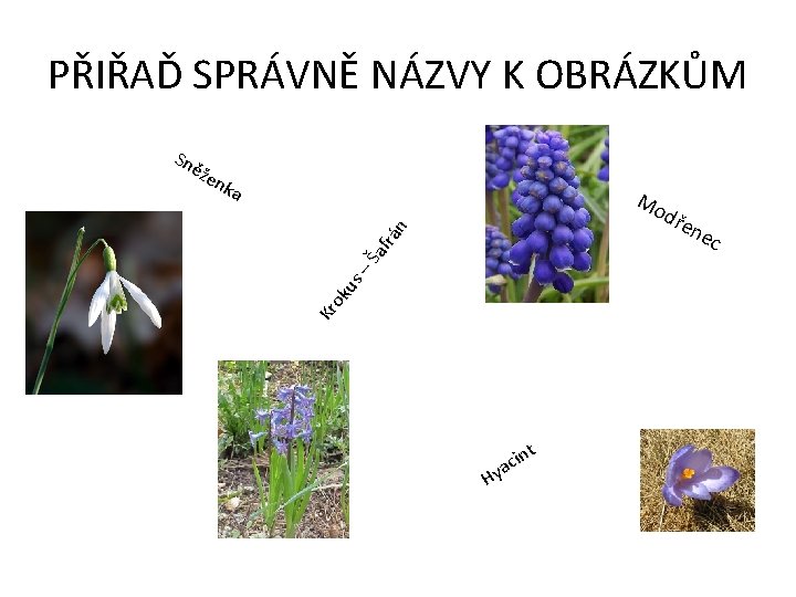 PŘIŘAĎ SPRÁVNĚ NÁZVY K OBRÁZKŮM Sn ě žen ka Mo Kr ok us –