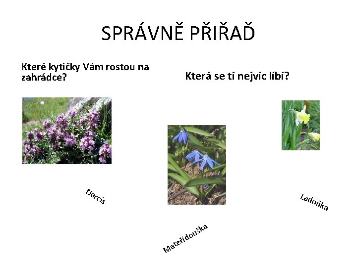 SPRÁVNĚ PŘIŘAĎ Které kytičky Vám rostou na zahrádce? Která se ti nejvíc líbí? Na