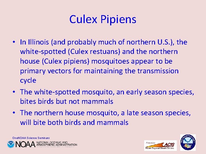 Culex Pipiens • In Illinois (and probably much of northern U. S. ), the