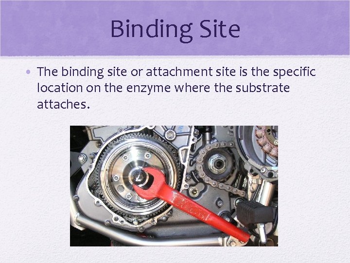 Binding Site • The binding site or attachment site is the specific location on