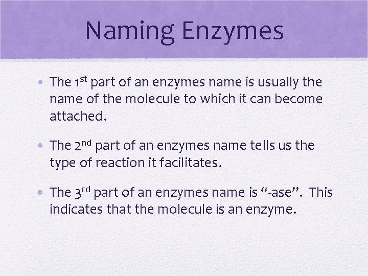 Naming Enzymes • The 1 st part of an enzymes name is usually the