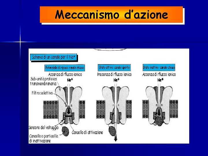 Meccanismo d’azione 