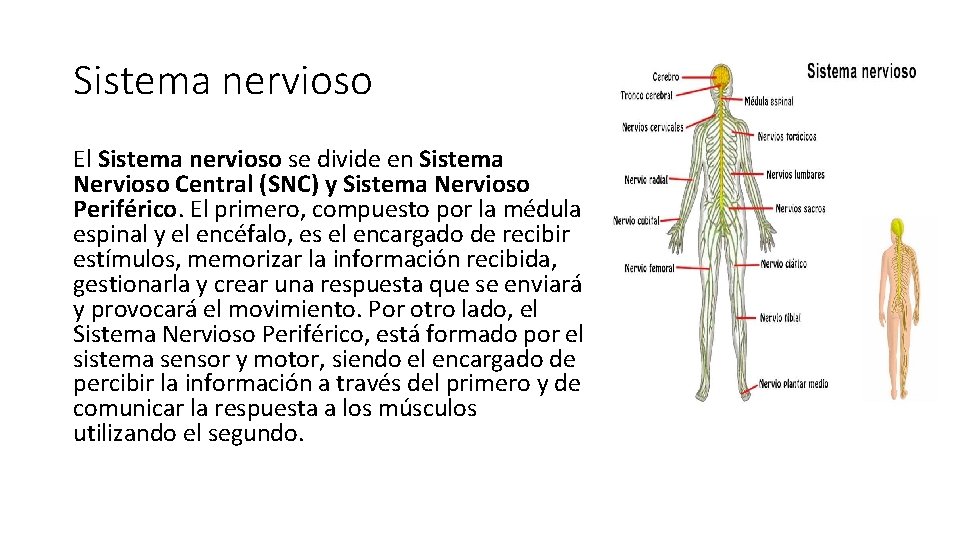 Sistema nervioso El Sistema nervioso se divide en Sistema Nervioso Central (SNC) y Sistema