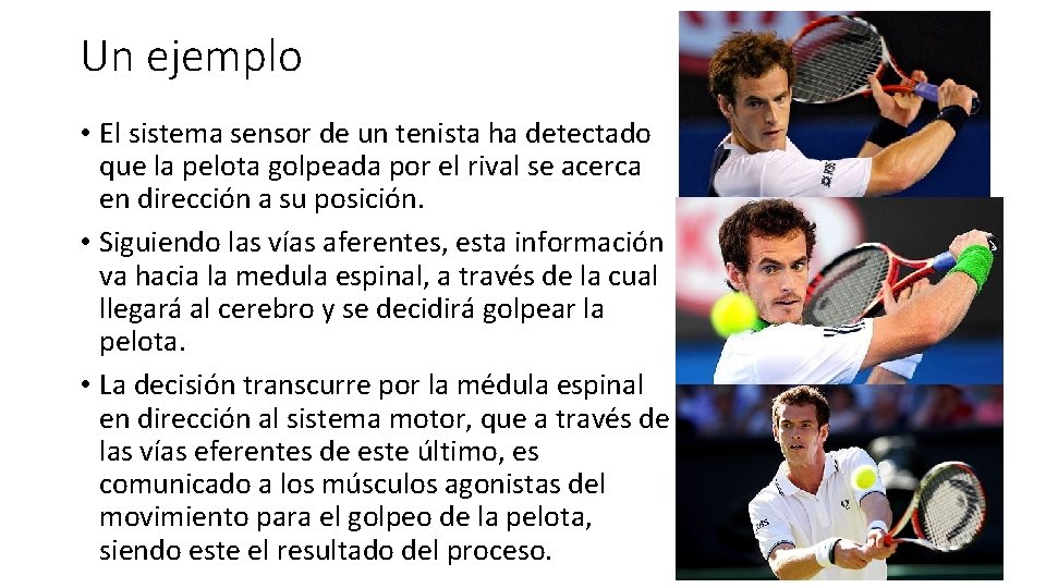 Un ejemplo • El sistema sensor de un tenista ha detectado que la pelota