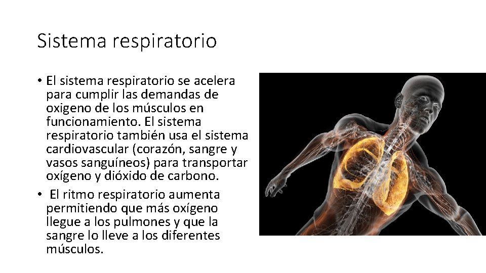 Sistema respiratorio • El sistema respiratorio se acelera para cumplir las demandas de oxigeno