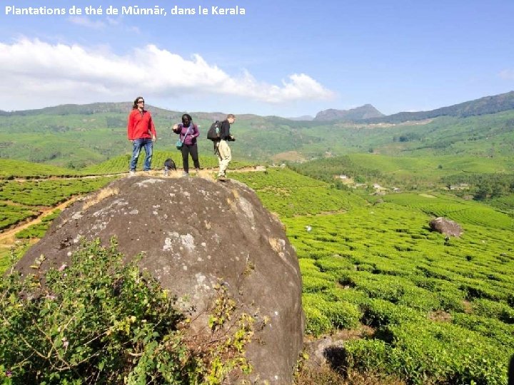 Plantations de thé de Mūnnār, dans le Kerala 