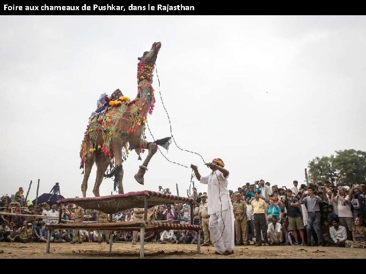Foire aux chameaux de Pushkar, dans le Rajasthan 
