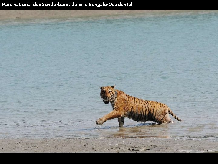 Parc national des Sundarbans, dans le Bengale-Occidental 