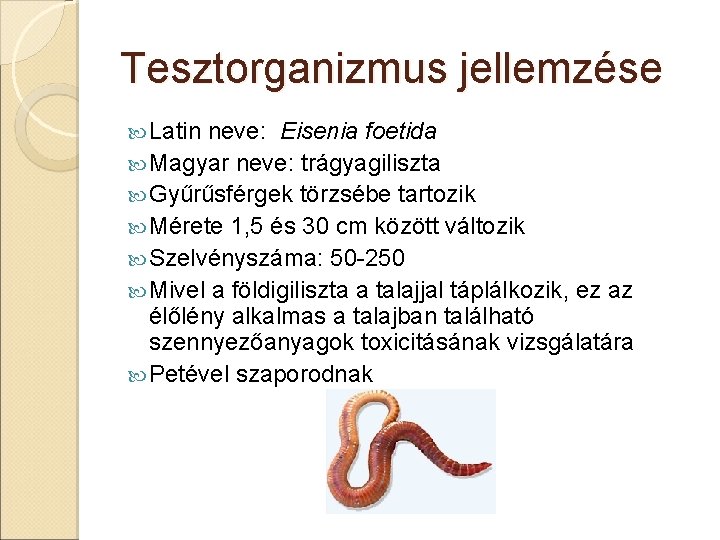 Tesztorganizmus jellemzése Latin neve: Eisenia foetida Magyar neve: trágyagiliszta Gyűrűsférgek törzsébe tartozik Mérete 1,