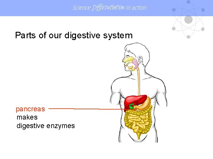 Science Differentiation in action Parts of our digestive system pancreas makes digestive enzymes 