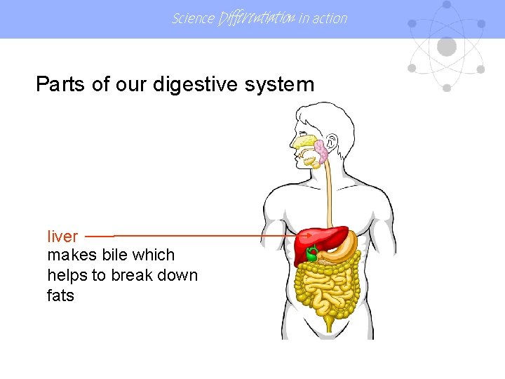 Science Differentiation in action Parts of our digestive system liver makes bile which helps