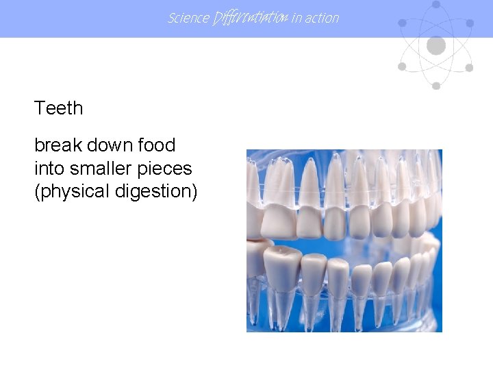 Science Differentiation in action Teeth break down food into smaller pieces (physical digestion) 