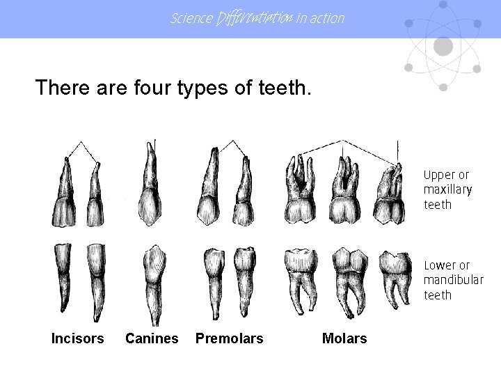 Science Differentiation in action There are four types of teeth. Upper or maxillary teeth