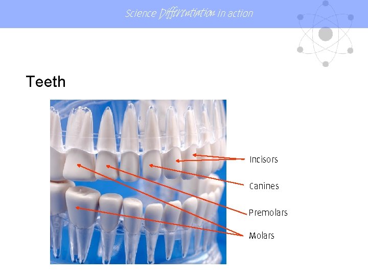 Science Differentiation in action Teeth Incisors Canines Premolars Molars 