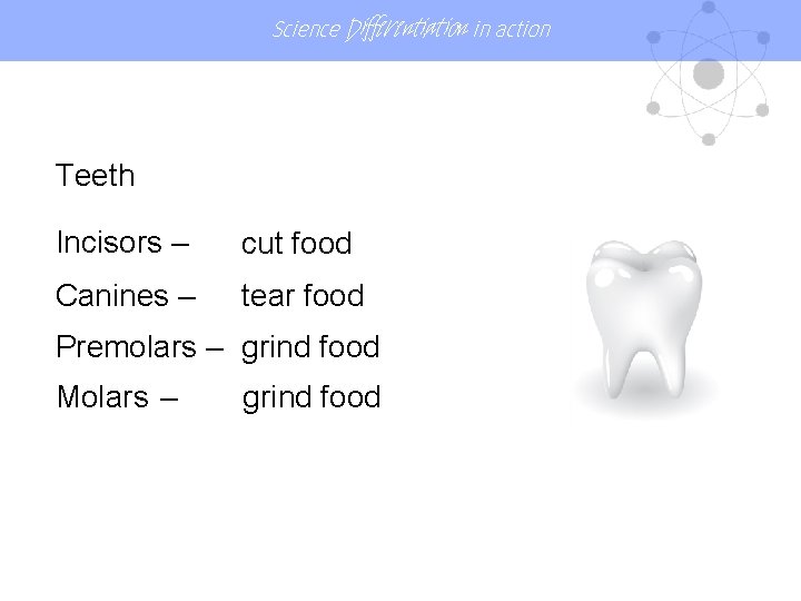 Science Differentiation in action Teeth Incisors – cut food Canines – tear food Premolars