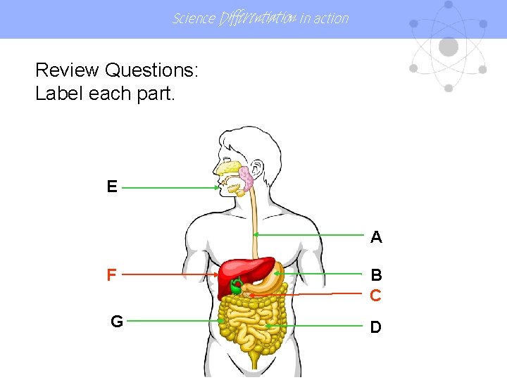 Science Differentiation in action Review Questions: Label each part. E A F B C