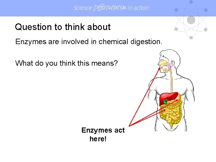 Science Differentiation in action Question to think about Enzymes are involved in chemical digestion.