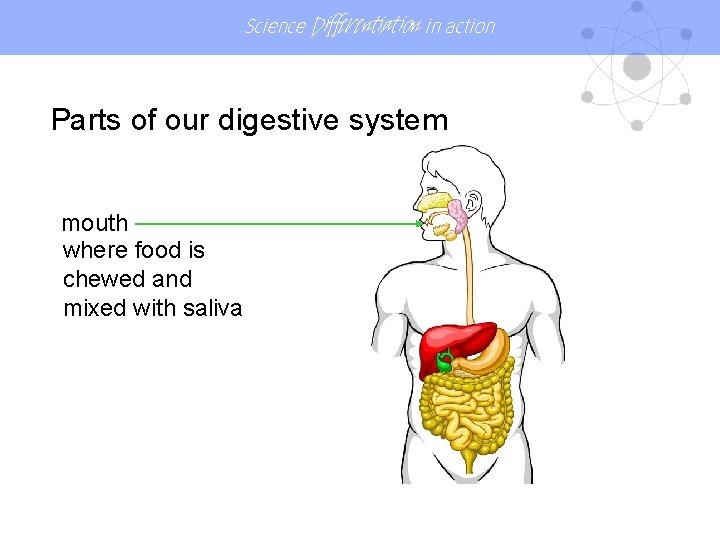 Science Differentiation in action Parts of our digestive system mouth where food is chewed