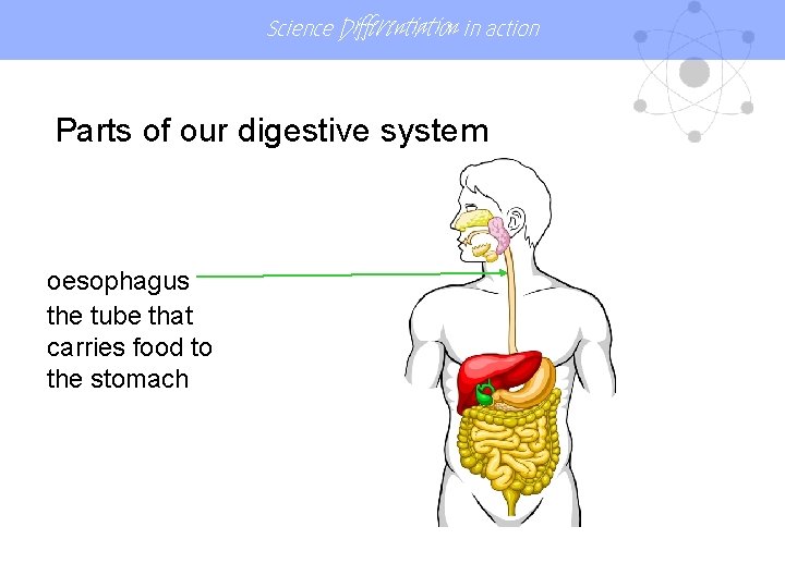 Science Differentiation in action Parts of our digestive system oesophagus the tube that carries