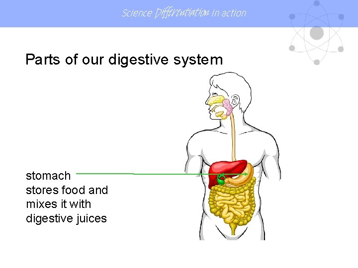 Science Differentiation in action Parts of our digestive system stomach stores food and mixes