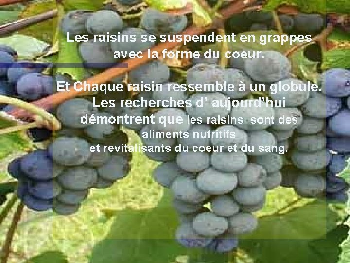 Les raisins se suspendent en grappes avec la forme du coeur. Et Chaque raisin