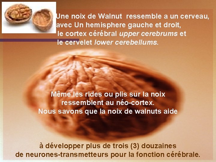  Une noix de Walnut ressemble a un cerveau, avec Un hemisphere gauche et