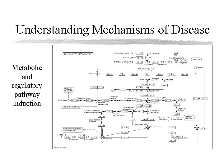 Understanding Mechanisms of Disease Metabolic and regulatory pathway induction 