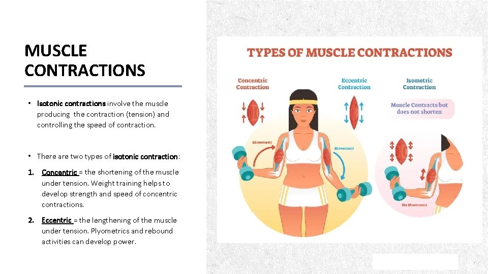 MUSCLE CONTRACTIONS • Isotonic contractions involve the muscle producing the contraction (tension) and controlling