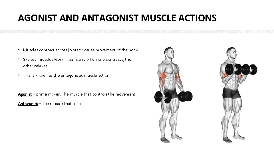 AGONIST AND ANTAGONIST MUSCLE ACTIONS • Muscles contract across joints to cause movement of