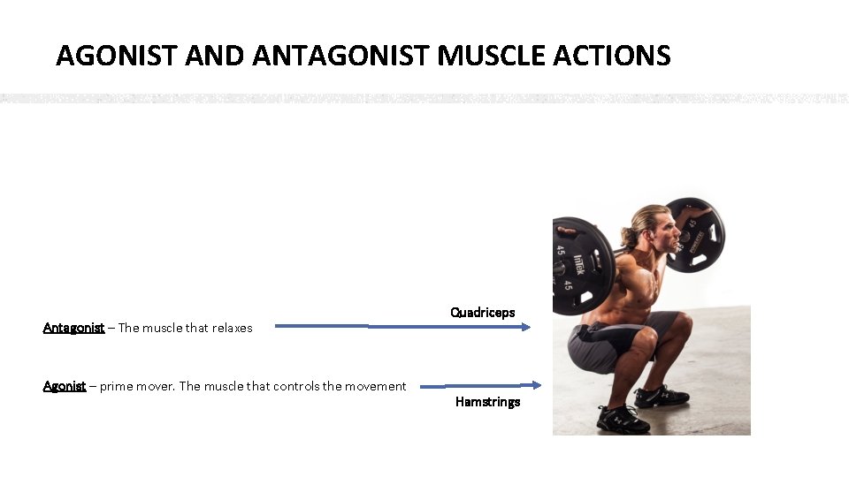 AGONIST AND ANTAGONIST MUSCLE ACTIONS Antagonist – The muscle that relaxes Agonist – prime