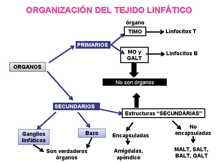 ORGANIZACIÓN DEL TEJIDO LINFÁTICO órgano TIMO Linfocitos T MO y GALT Linfocitos B PRIMARIOS