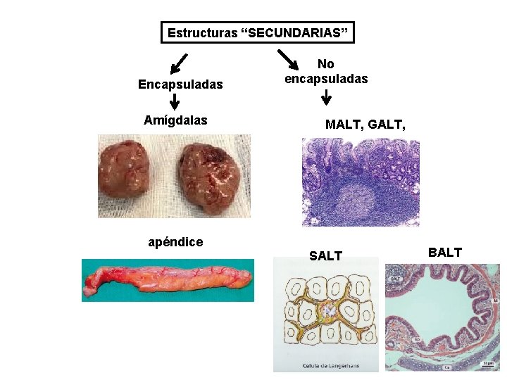 Estructuras “SECUNDARIAS” Encapsuladas Amígdalas No encapsuladas MALT, GALT, apéndice SALT BALT 