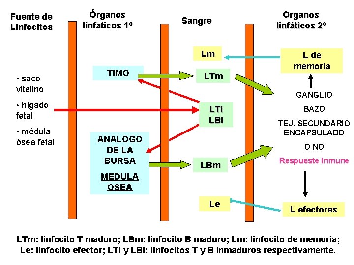 Fuente de Linfocitos Órganos linfaticos 1º Sangre Lm • saco vitelino TIMO L de