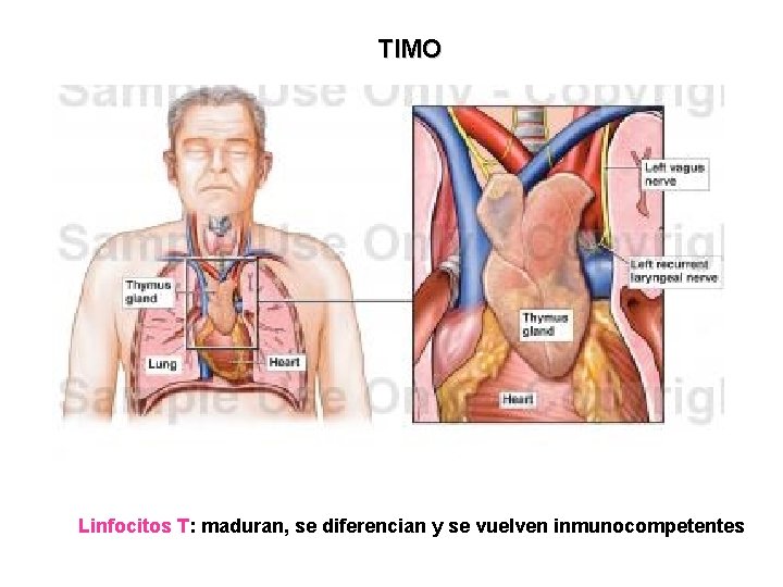 TIMO Linfocitos T: maduran, se diferencian y se vuelven inmunocompetentes 