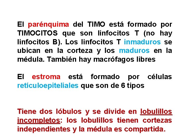 El parénquima del TIMO está formado por TIMOCITOS que son linfocitos T (no hay