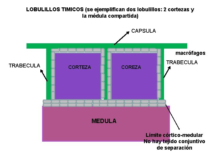 LOBULILLOS TIMICOS (se ejemplifican dos lobulillos: 2 cortezas y la médula compartida) CAPSULA macrófagos