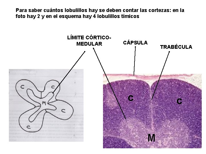 Para saber cuántos lobulillos hay se deben contar las cortezas: en la foto hay