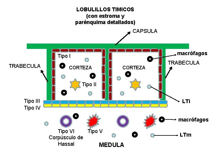 LOBULILLOS TIMICOS (con estroma y parénquima detallados) CAPSULA macrófagos Tipo I TRABECULA CORTEZA TRABECULA