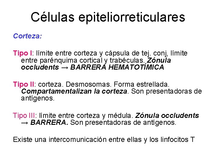 Células epiteliorreticulares Corteza: Tipo I: límite entre corteza y cápsula de tej. conj, límite