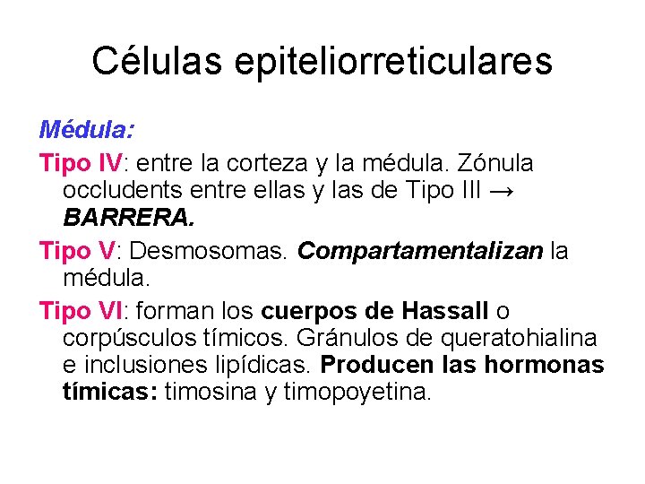 Células epiteliorreticulares Médula: Tipo IV: entre la corteza y la médula. Zónula occludents entre