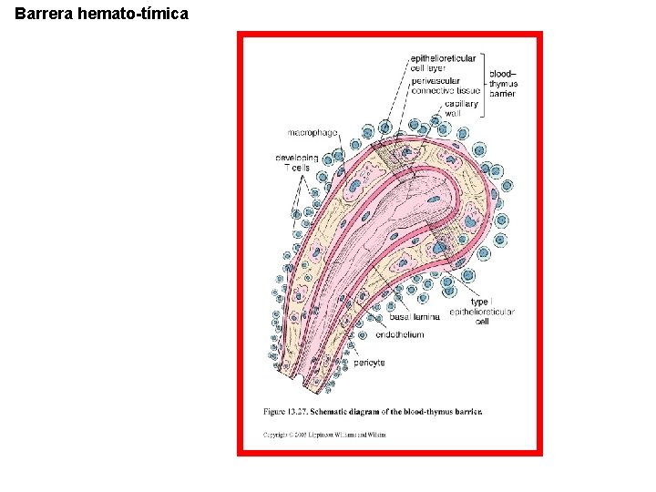 Barrera hemato-tímica 