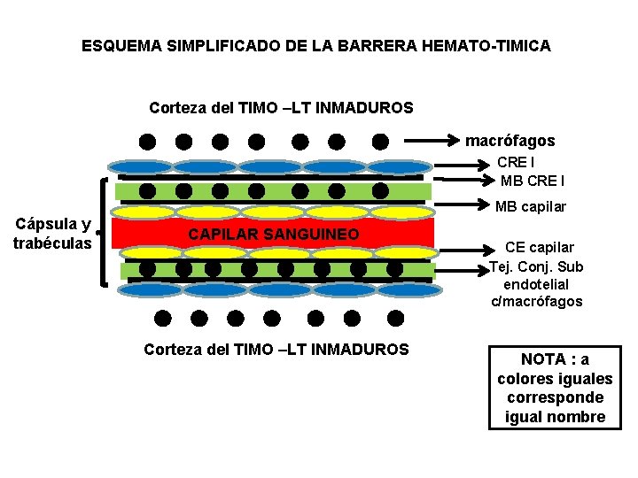 ESQUEMA SIMPLIFICADO DE LA BARRERA HEMATO-TIMICA Corteza del TIMO –LT INMADUROS macrófagos CRE I