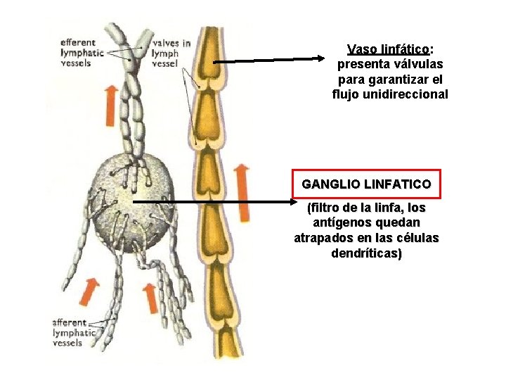 Vaso linfático: presenta válvulas para garantizar el flujo unidireccional GANGLIO LINFATICO (filtro de la