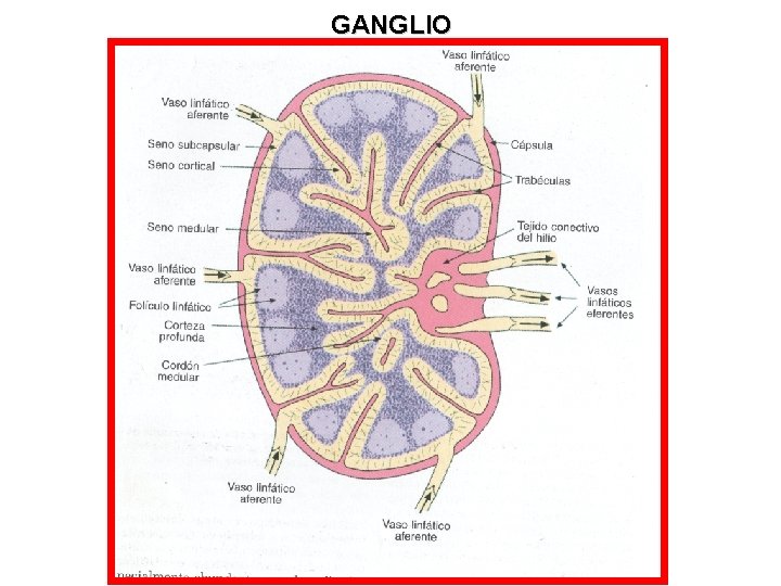 GANGLIO 